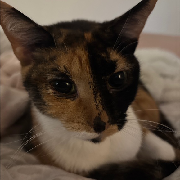 mabbittnoelle